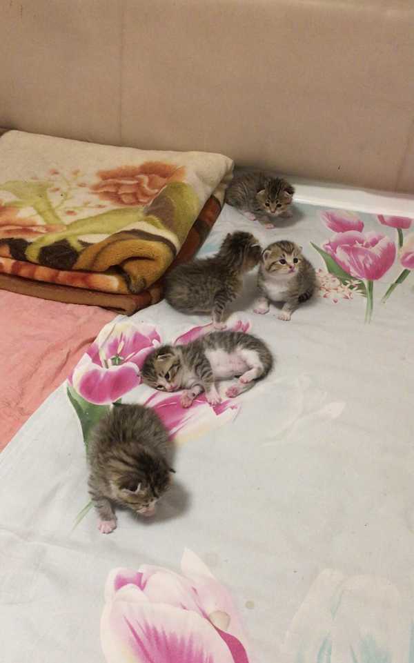 如果能将你的猫变成智障，你愿意吗?