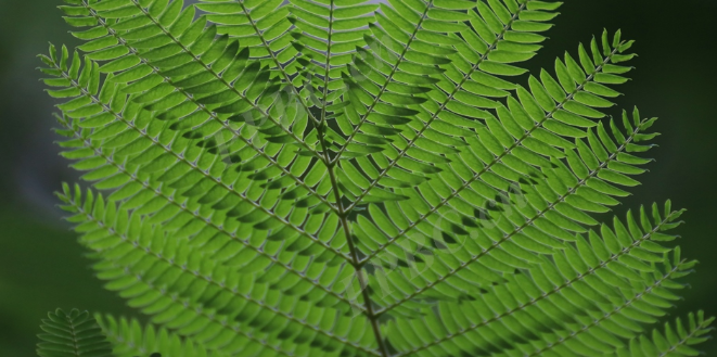 植物学里的回是什么意思? - 知乎