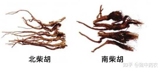 如何鉴别优质的柴胡？ - 知乎