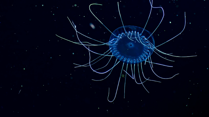 海底有可能存在巨型生物吗? - 知乎