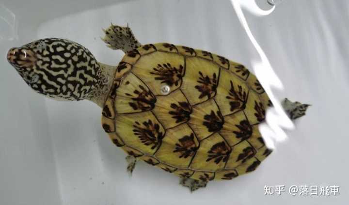 新手如何识别乌龟的种类?有哪些技巧? - 知乎