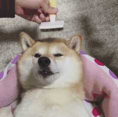动图封面