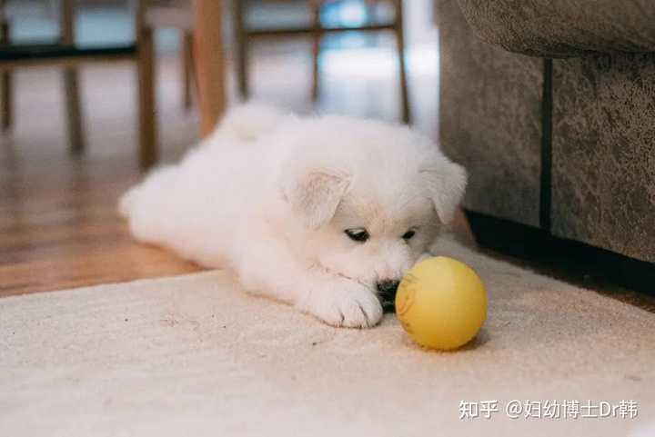 小朋友主动撩狗，哭闹被狗咬伤怎么办？ - 知乎