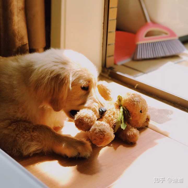 有一只品相特别好的金毛犬是什么体验？