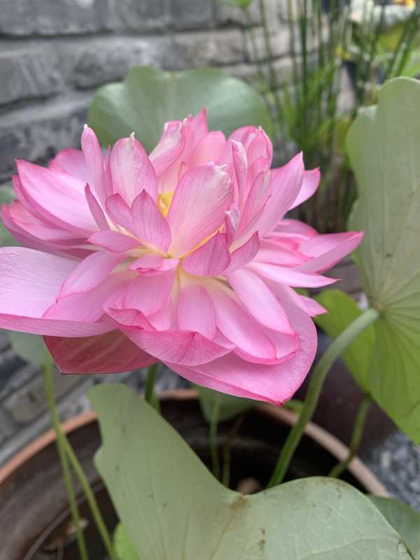 你会因为喜欢拍花，而停下脚步吗？