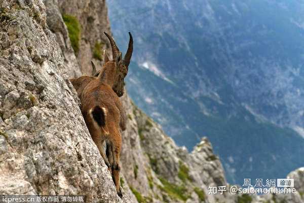 哪些体育项目有无可争议的goat? - 知乎