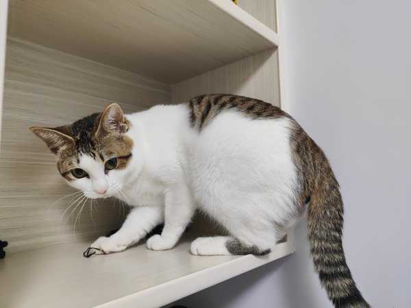 大家会因为什么对猫咪发脾气呢？