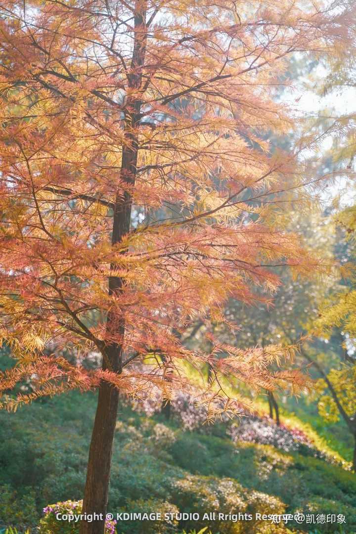 如何区分水杉、池杉、东方杉、落羽杉、中山杉？ - 知乎