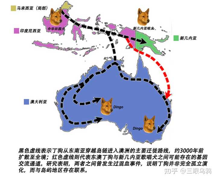 澳洲野狗和中华田园犬很相似,它们之间有什么联系吗? - 知乎