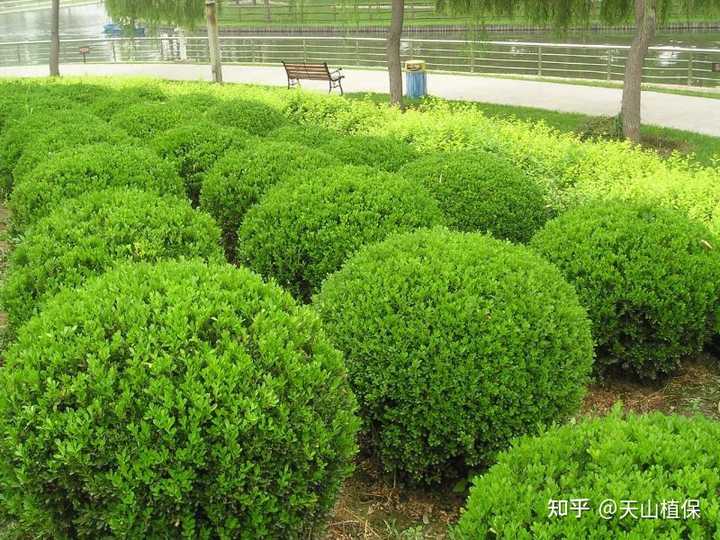 黄杨树的种植要点是什么？ - 知乎