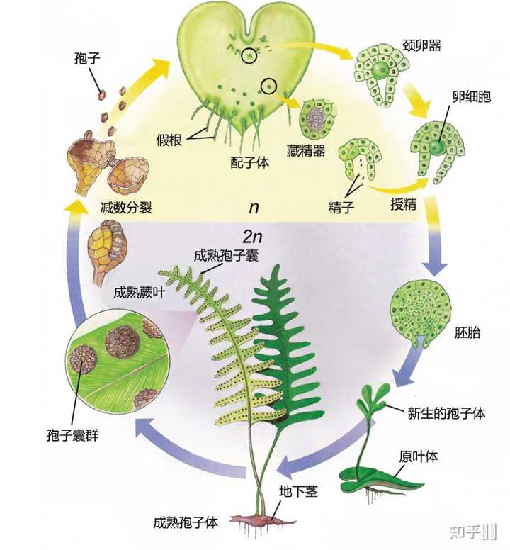 芽孢和孢子的区别是什么? - 知乎