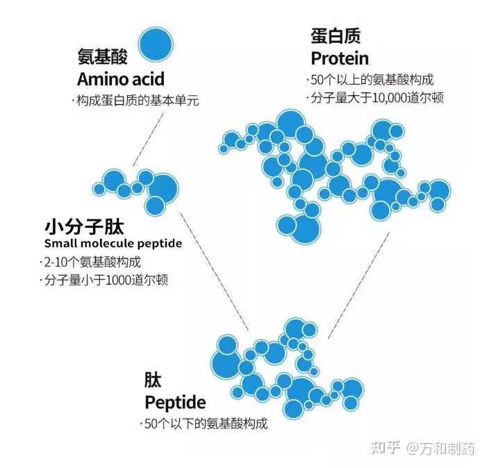 蛋白质, 氨基酸, 和多肽的关系? 他们在人体内如何转化? - 知乎