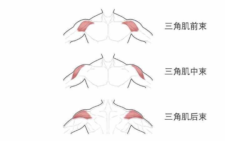 女生肩膀的上斜方肌太粗壮了怎么办 知乎