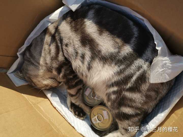 猫死了埋在地下多久会腐烂 十三月的樱花的回答 知乎 猫死了埋在地下多久会腐烂 十三月的樱花的回答 知乎