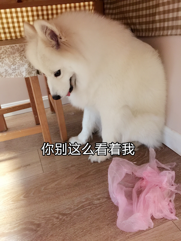 养狗需要做哪些前期工作才能放心养狗 知乎 养狗需要做哪些前期工作才能放心养狗 知乎