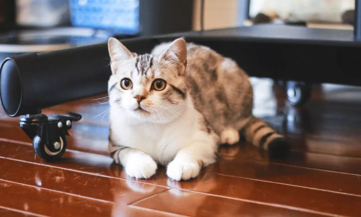 请问猫的泪痕怎么去掉呢 知乎 请问猫的泪痕怎么去掉呢 知乎