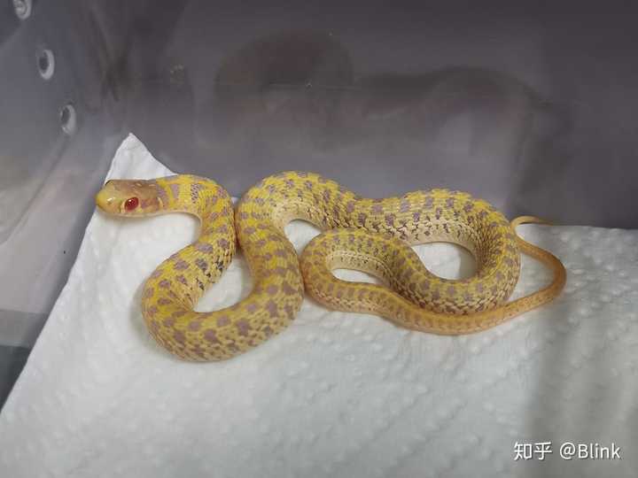 有哪些适合作为宠物的蛇 知乎