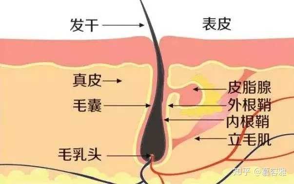 头发油得快是什么原因 该怎么办 知乎