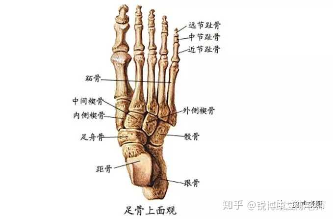 脚底板疼痛是怎么回事 知乎 脚底板疼痛是怎么回事 知乎
