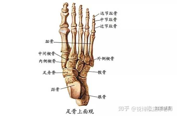 脚底板疼痛是怎么回事 知乎