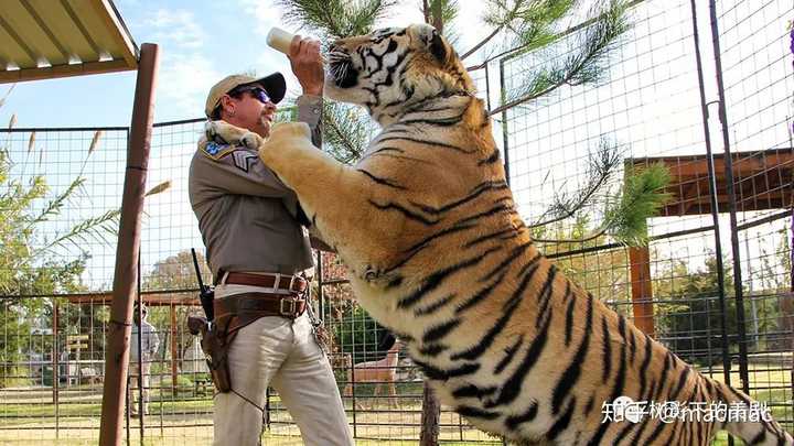 如何评价纪录片 养虎为患 Tiger King 知乎