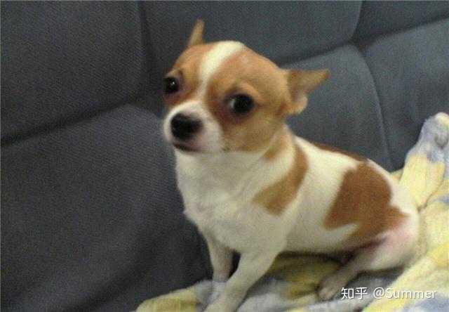 吉娃娃有哪些方面的弱点 知乎