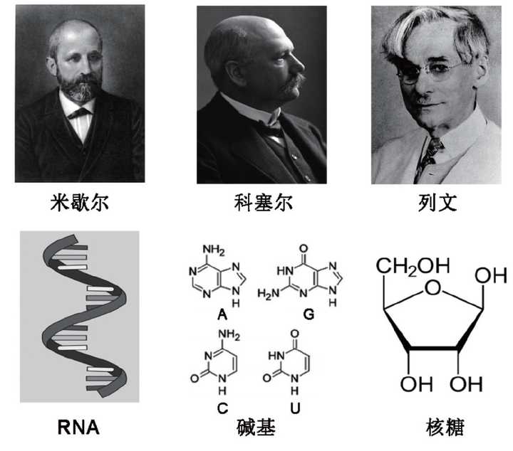 为什么DNA的发现史整个过程如此清晰，而对三种RNA的发现过程却很少提及