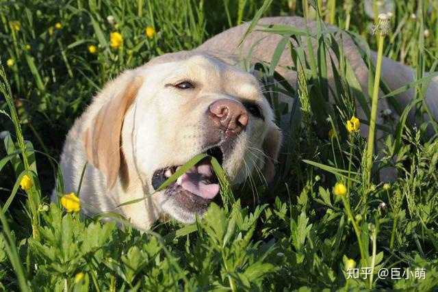 我家的狗开始吃草是为什么啊 知乎