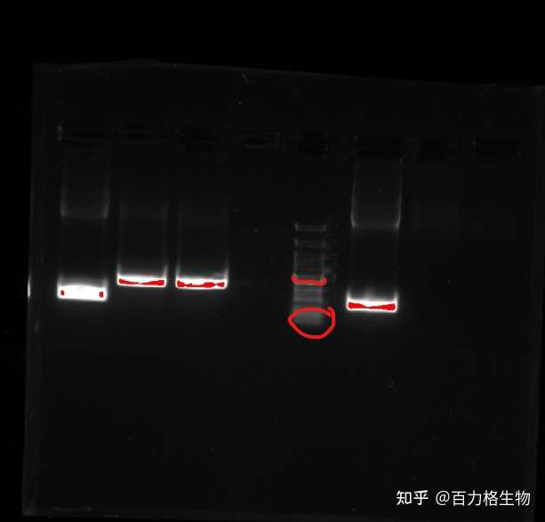 这个DNA胶图该如何分析?marker条带模糊不清可能是什么原因呢? - 知乎