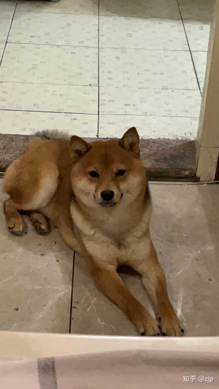养只柴犬每月开销多少 知乎