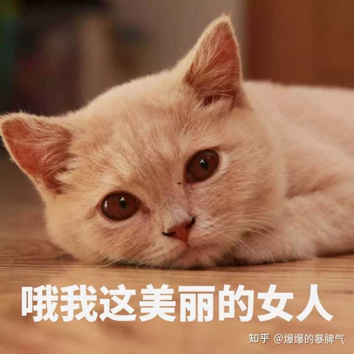 如何选择一个好的梳子给猫梳毛 有木有什么好的建议 知乎