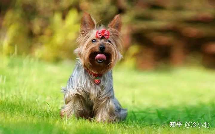 常见的小型犬有哪些品种？ - 知乎
