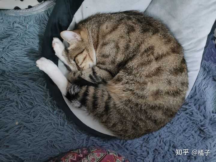 养一只猫和养两只猫有什么区别? - 知乎