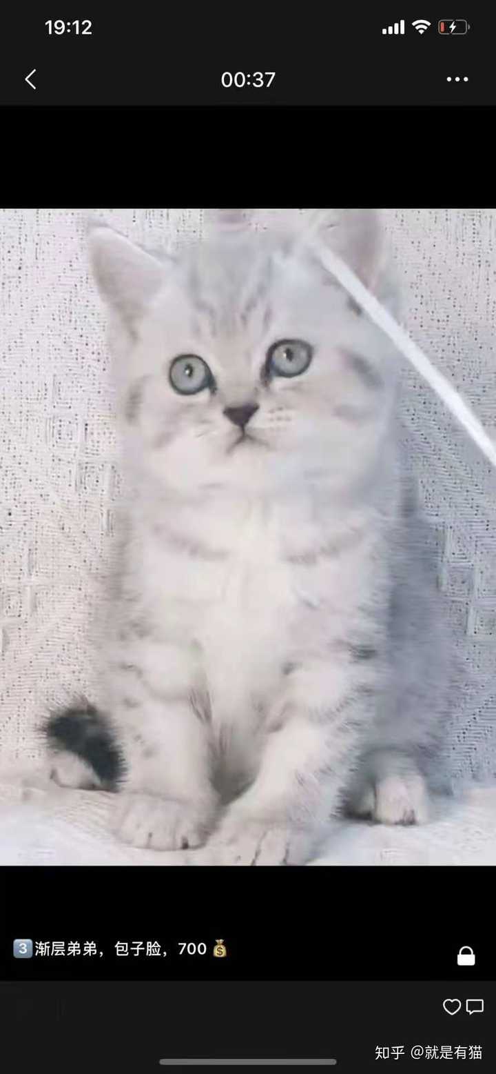 想买一只银渐层价格多少左右 知乎