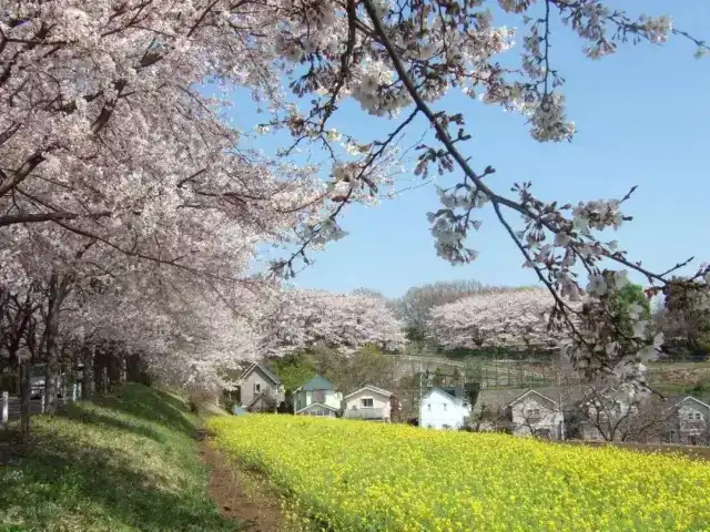 日本三月樱花比较偏门的观赏地点有哪些 知乎