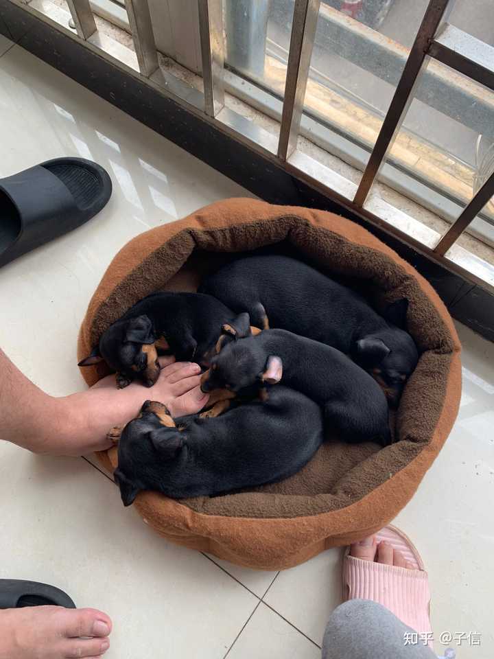 为什么养小鹿犬的人很少 知乎