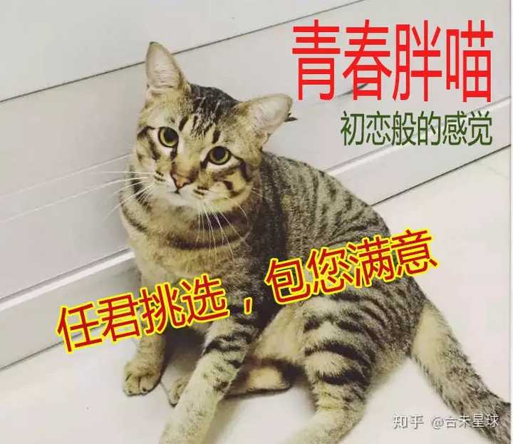 请问大家为什么突然开始吸猫 知乎