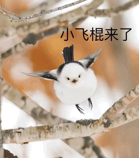 有没有这种小鸟表情包呀