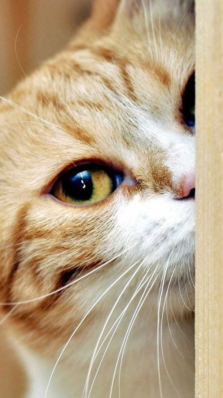 有哪些好看的猫咪壁纸或头像 波奇网的回答 知乎 有哪些好看的猫咪壁纸或头像 波奇网的回答 知乎