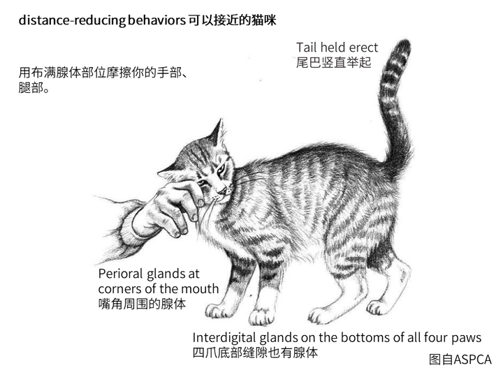 猫有哪些比较常见的肢体语言 知乎