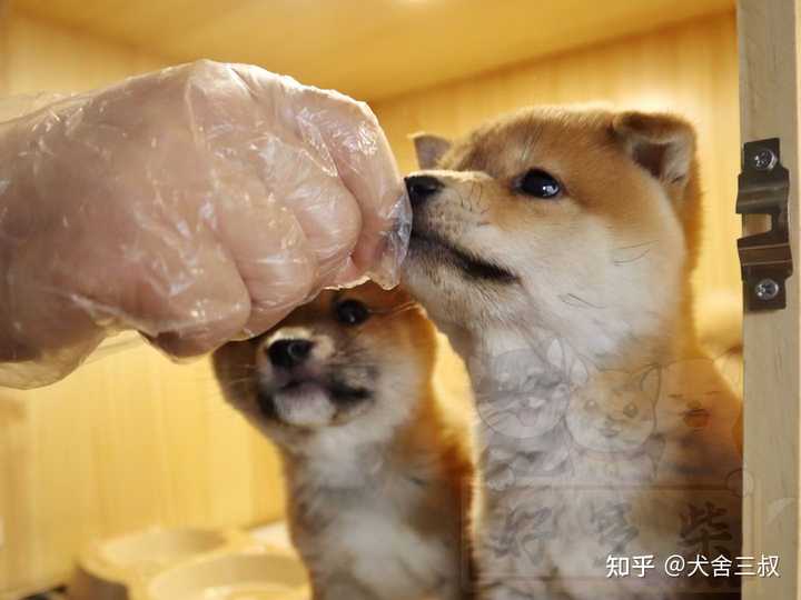 养豆柴和养柴犬有什么区别呢 知乎 养豆柴和养柴犬有什么区别呢 知乎