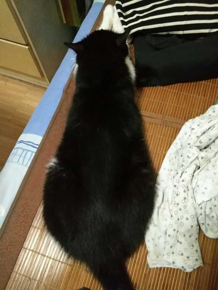 为什么我家猫咪不让摸也不让抱 知乎