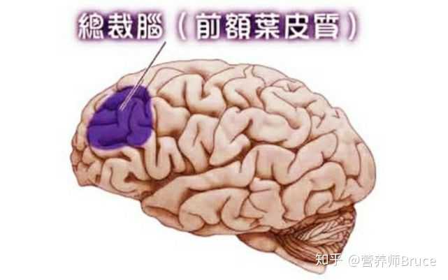 前额叶的功能是什么 知乎