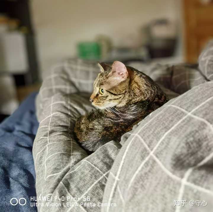 如何看待go 猫粮疑质量问题导致猫咪死亡 知乎