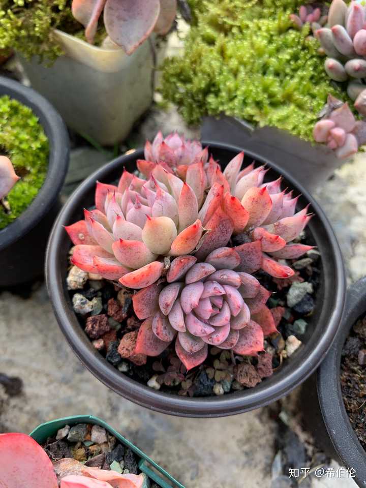 为什么多肉植物突然爆火 知乎