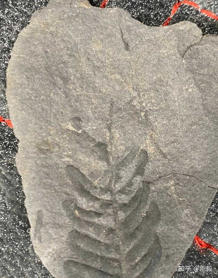 你见过的古生物化石有多漂亮? - 知乎