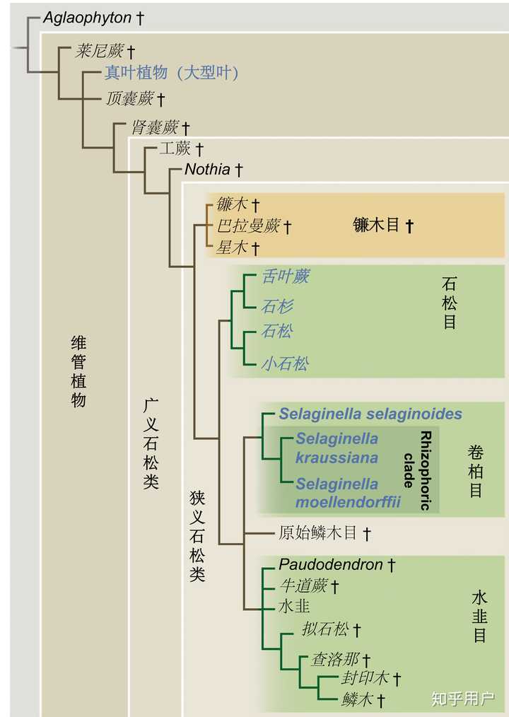 植物是怎么分类的? - 知乎