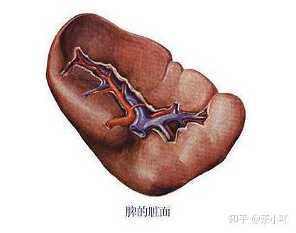 脾，在哪个部位？