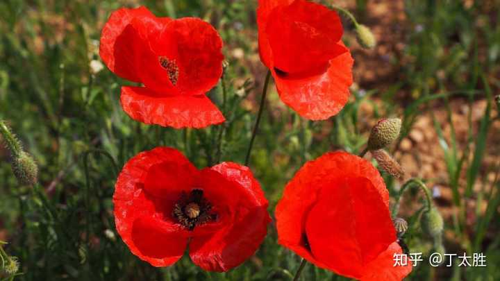 在中国大陆种罂粟花 一棵 犯法吗 知乎