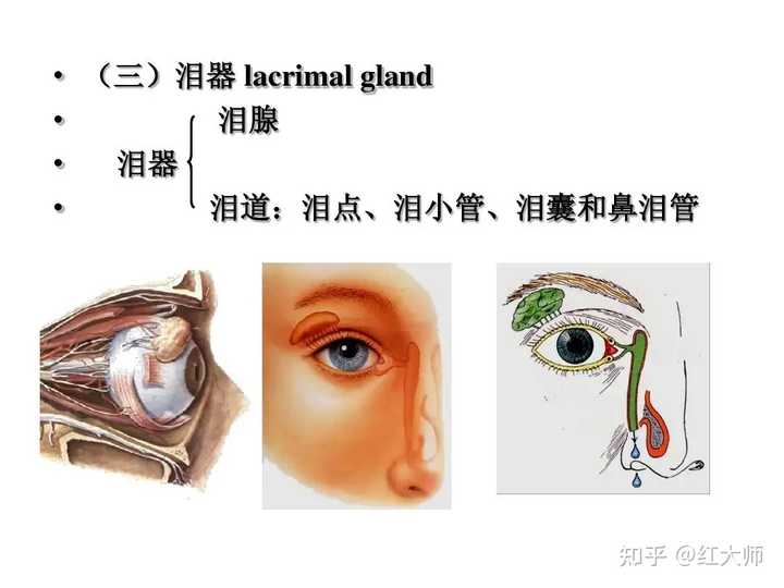 急性泪囊炎和慢性泪囊炎的区别有哪些? - 知乎